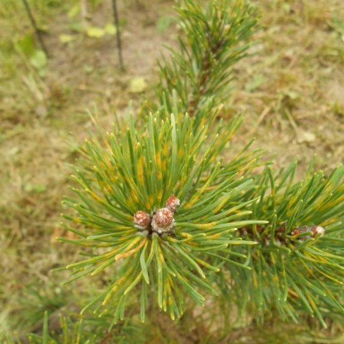 Pinus mugo 'Filip's Gold Dust' - Mägimänd 'Filip's Gold Dust' C5/5L
